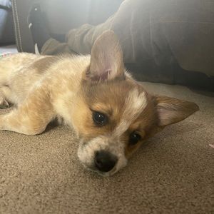 Meet your Posher, Natasha